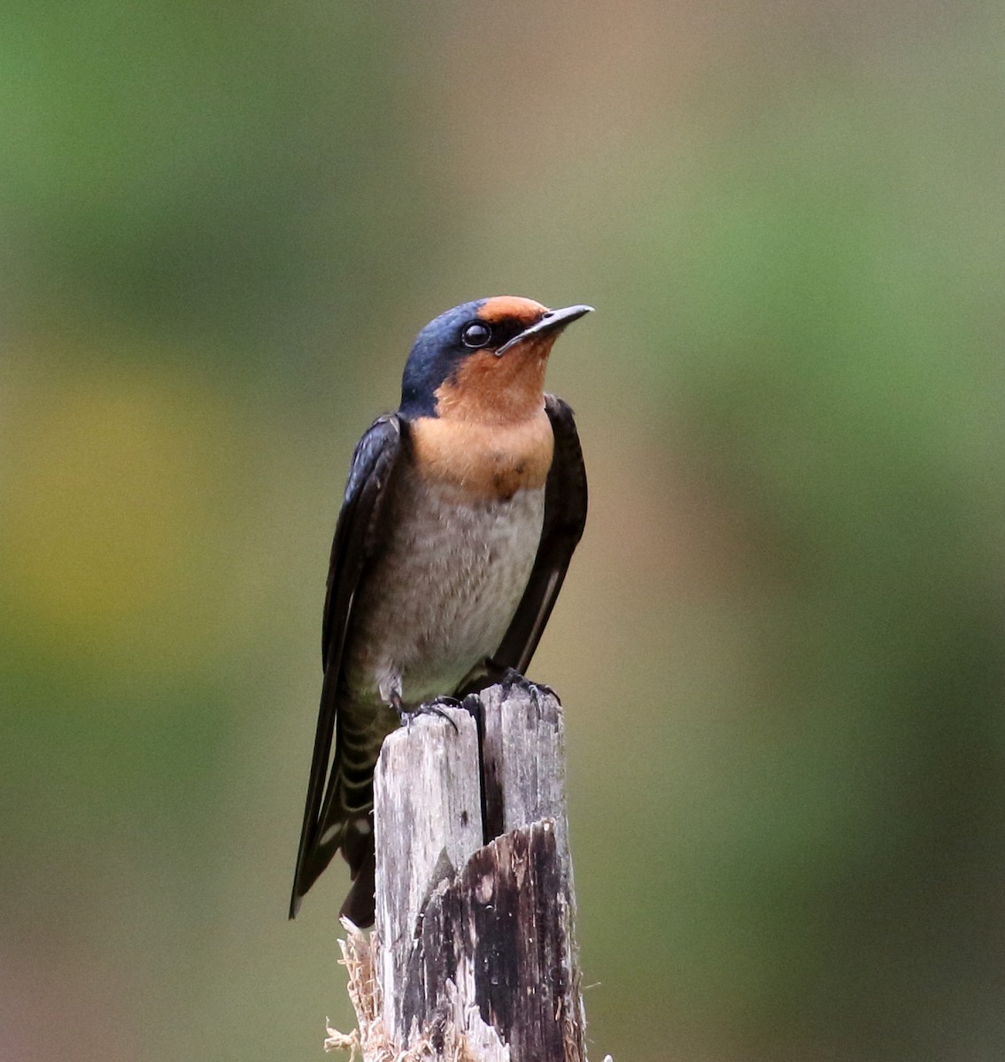 Pacific Swallow - ML148117001