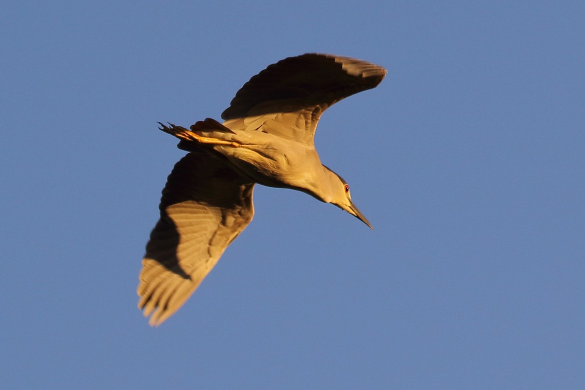 Black-crowned Night Heron - ML148117051