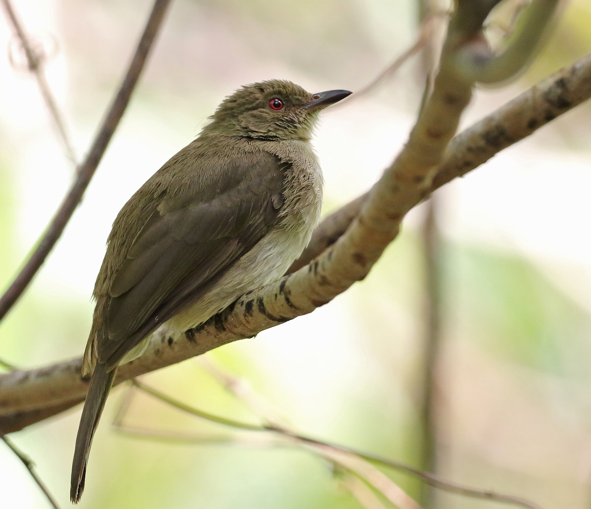 Red-eyed Bulbul - ML148117261