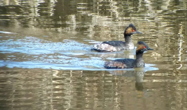 Eared Grebe - ML148117601