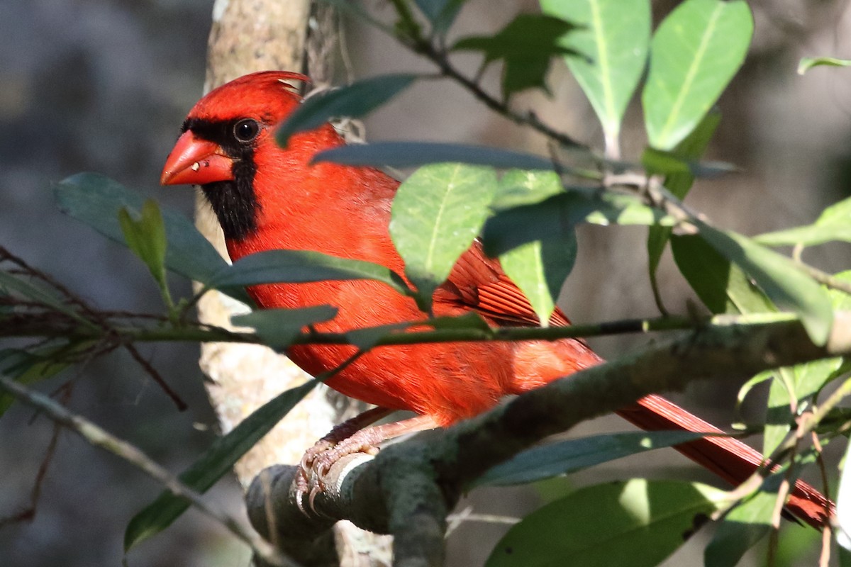 Northern Cardinal - ML148117811