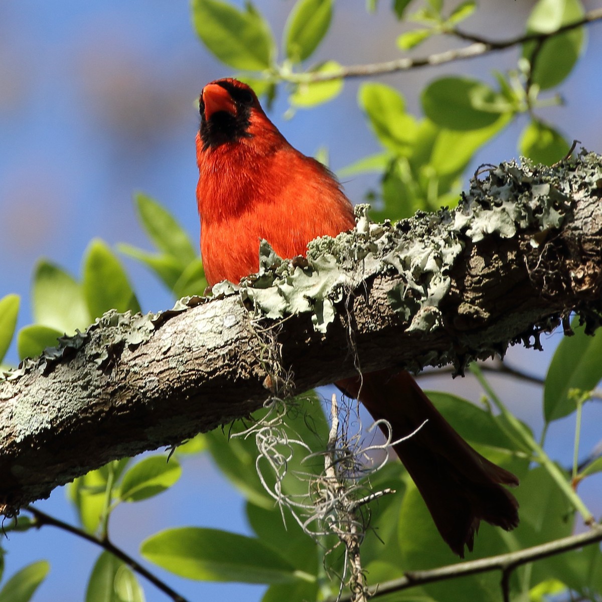 Northern Cardinal - ML148117821