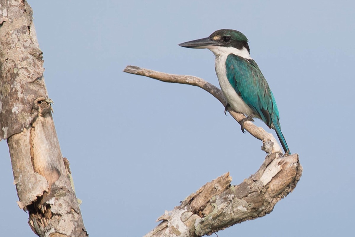 Collared Kingfisher - ML148117931