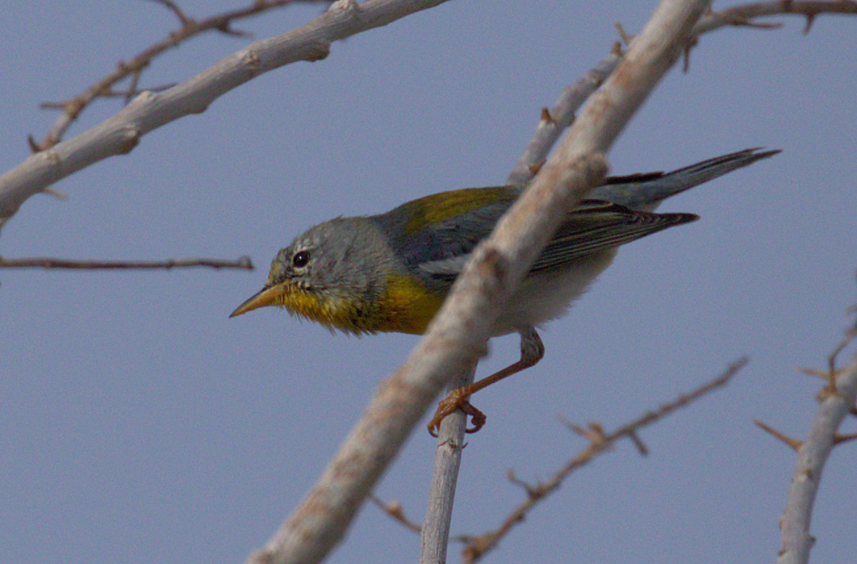 Northern Parula - ML148118371