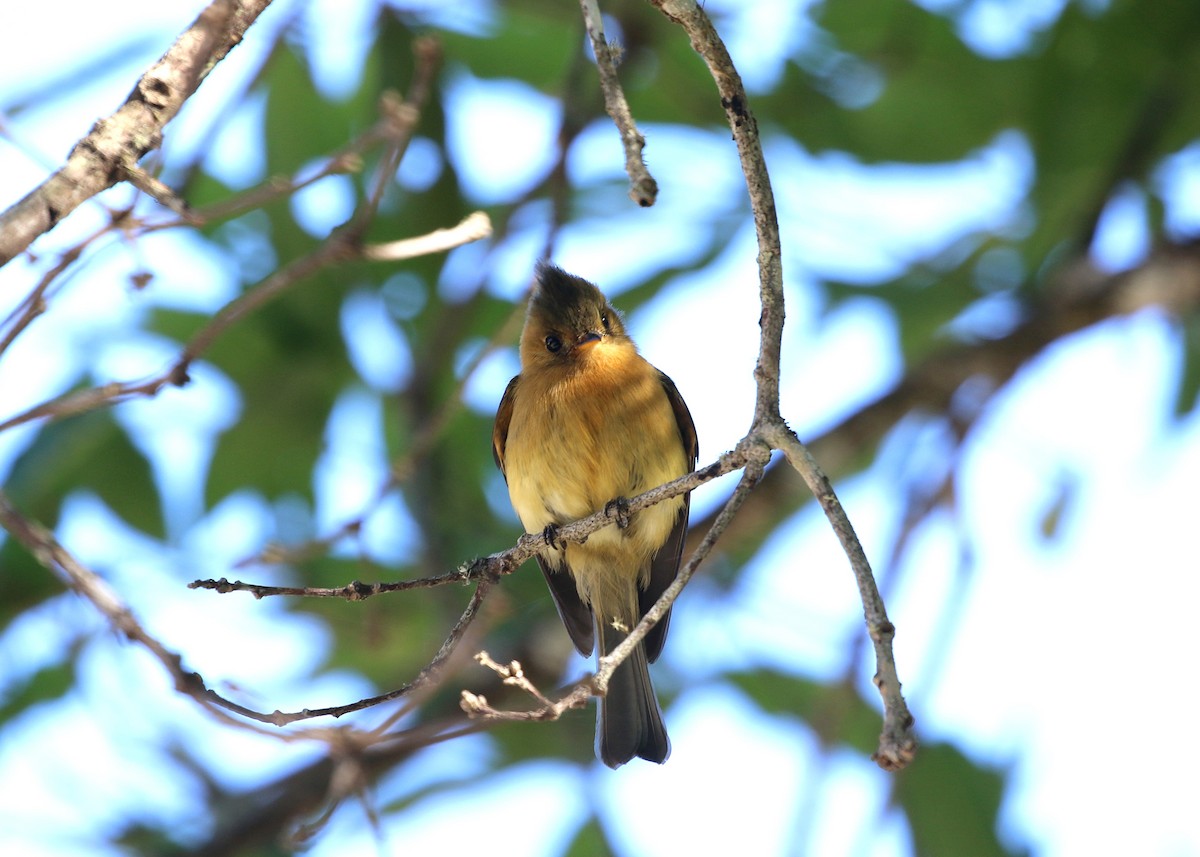 Tufted Flycatcher - ML148118541