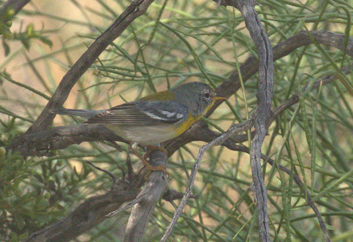 Northern Parula - ML148118991