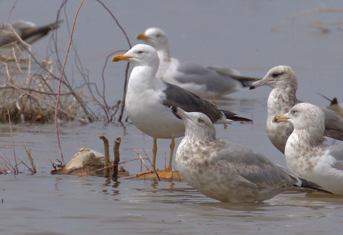 Lesser Black-backed Gull (graellsii) - ML148119391