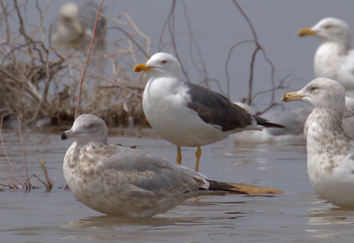 Lesser Black-backed Gull (graellsii) - ML148119401