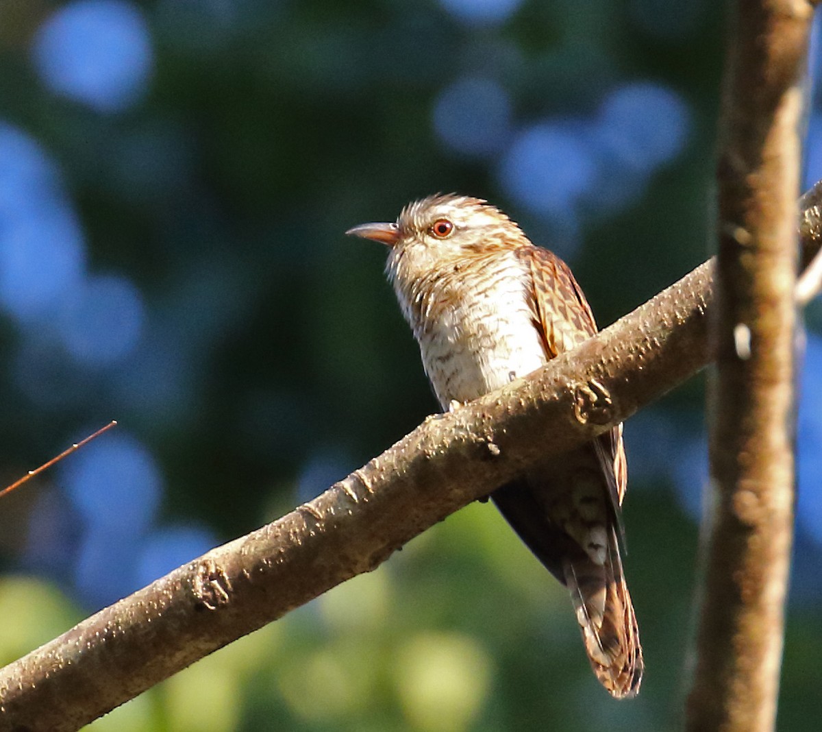 Banded Bay Cuckoo - Myles McNally