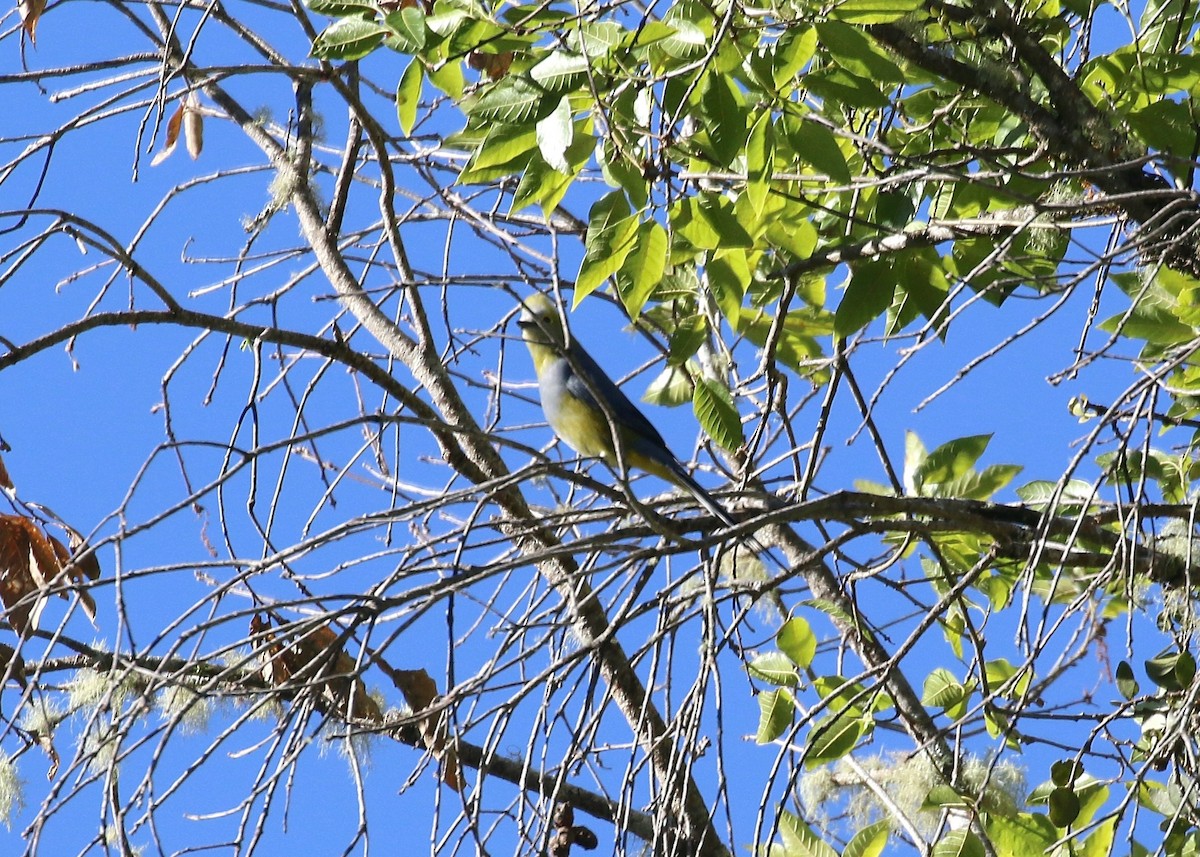 Long-tailed Silky-flycatcher - ML148120131