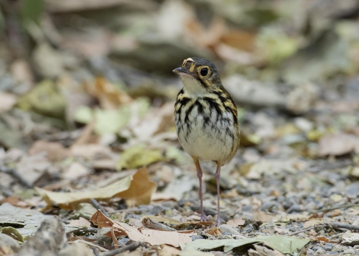 Streak-chested Antpitta - ML148120431