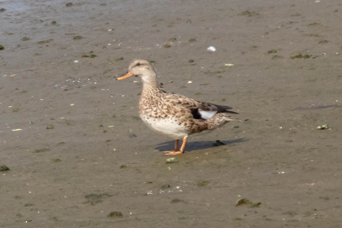 Бор нугас - ML148120921