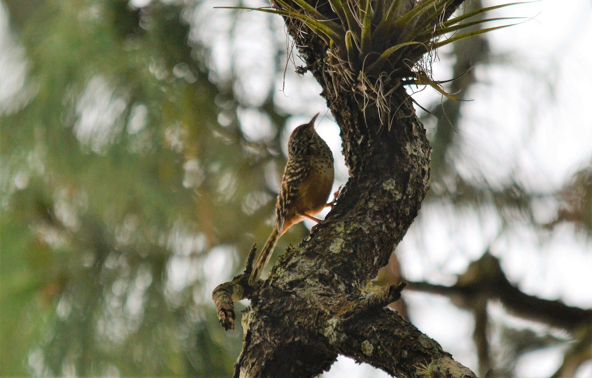 Band-backed Wren - ML148122301