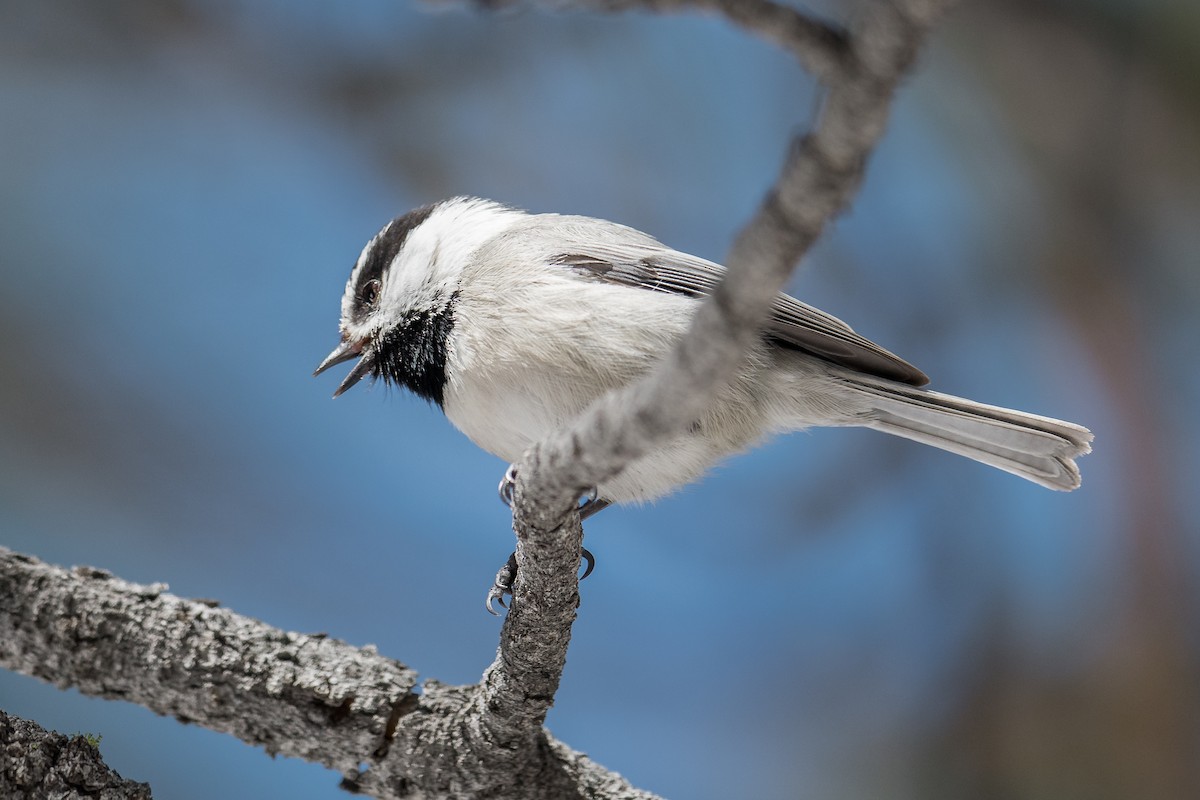 Mountain Chickadee (Pacific) - Jeff Bleam