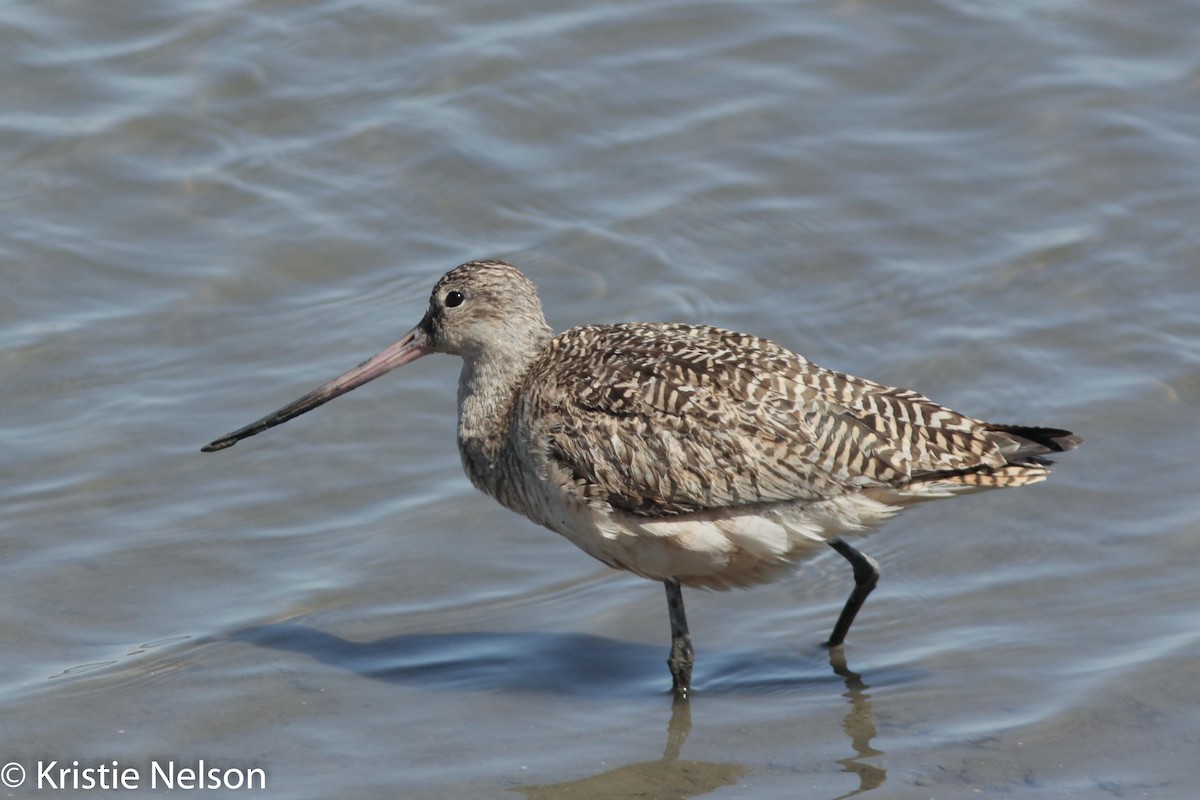 Marbled Godwit - ML148125231