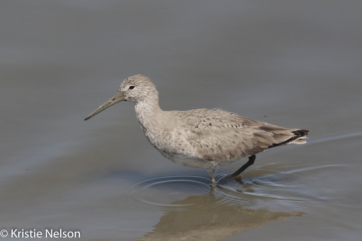 Willet - ML148125301