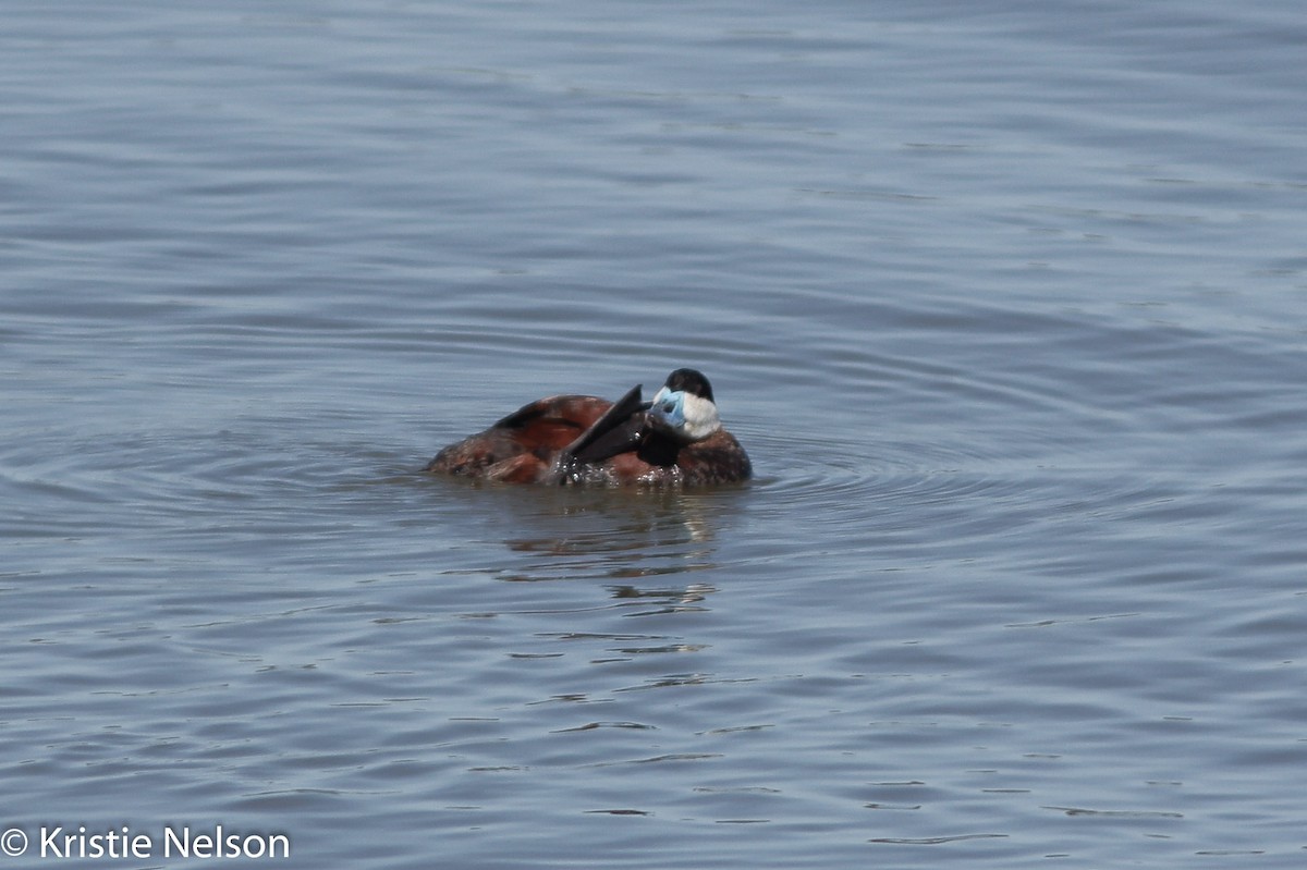 Ruddy Duck - ML148125761