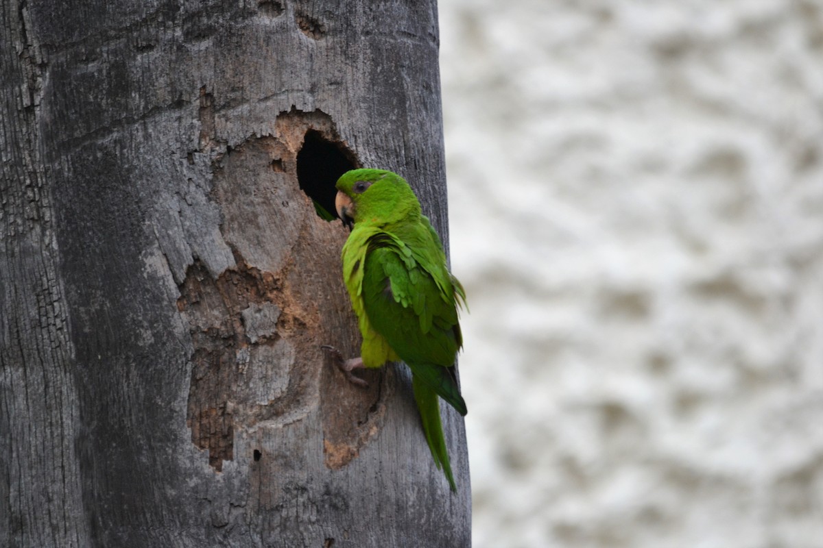 Meksika Yeşil Papağanı (holochlorus/brewsteri) - ML148128931
