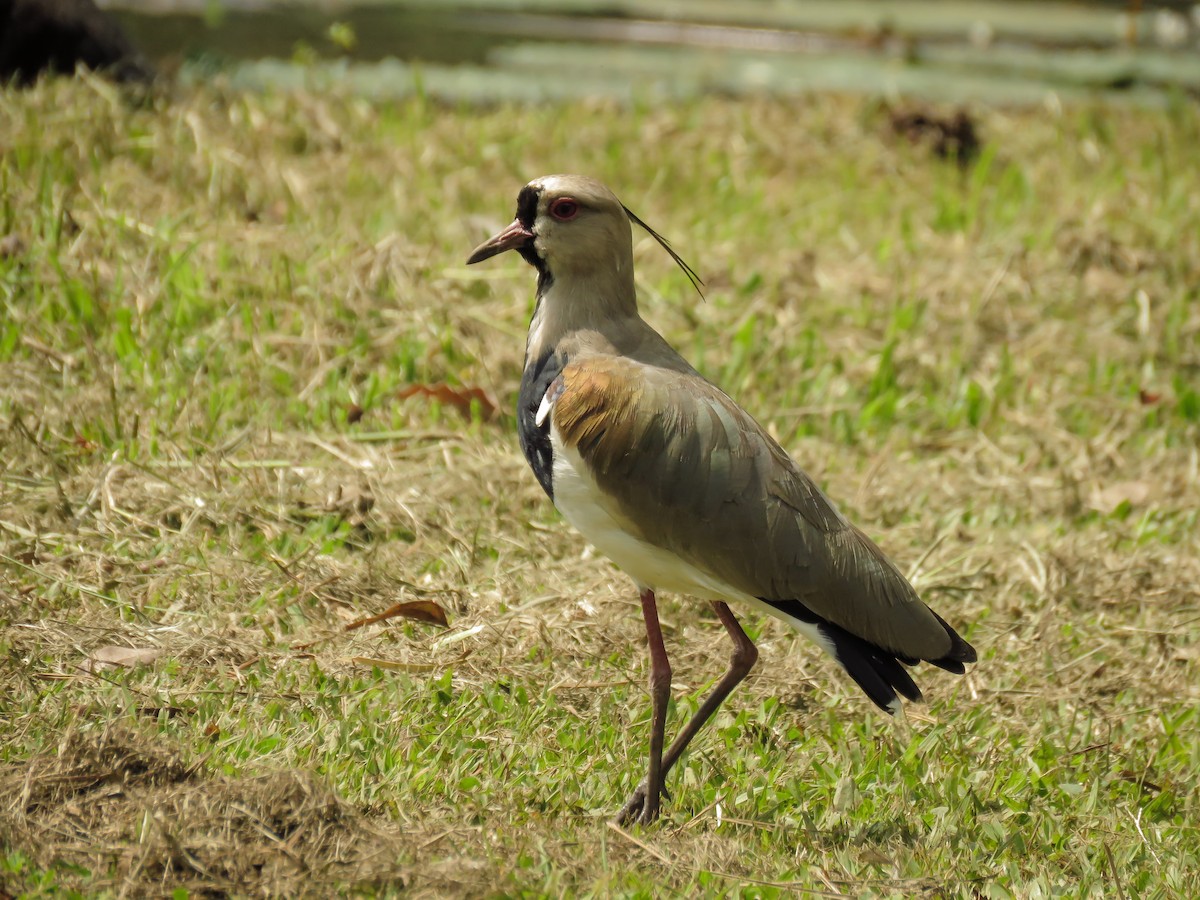 Southern Lapwing - ML148130931