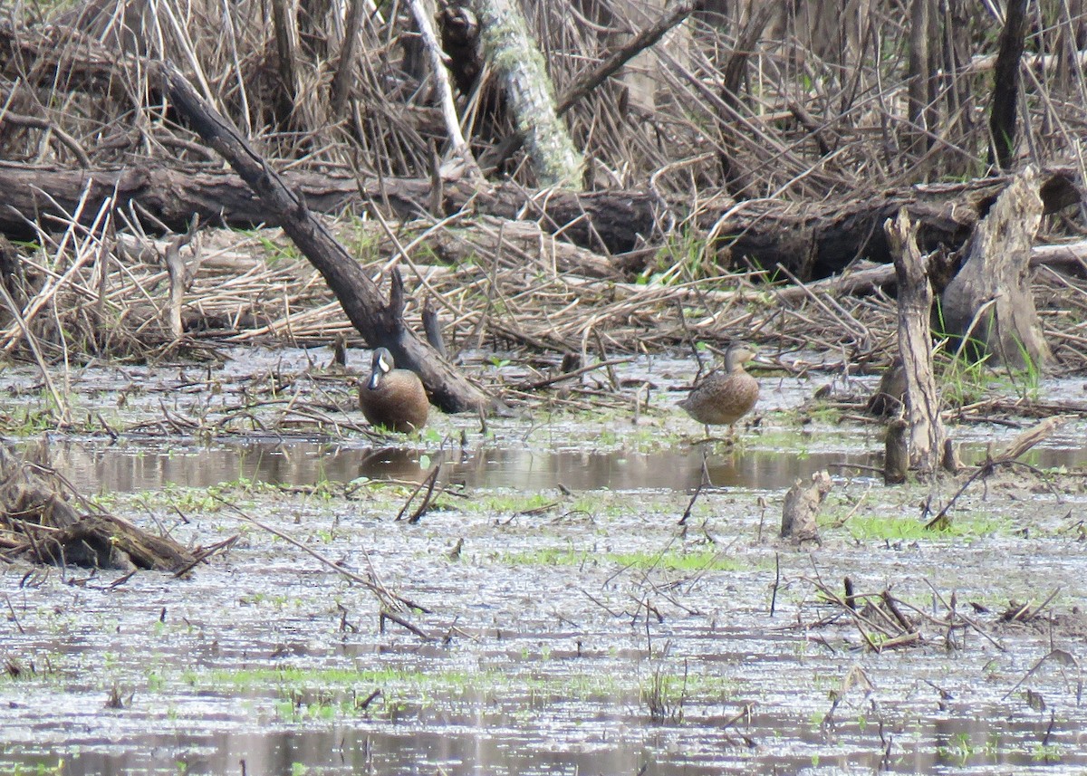 Blue-winged Teal - ML148131561