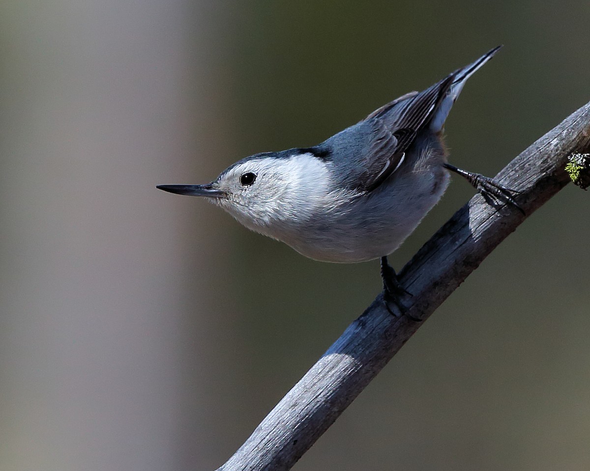 White-breasted Nuthatch - ML148131601