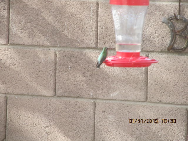 Broad-billed Hummingbird - ML148131831