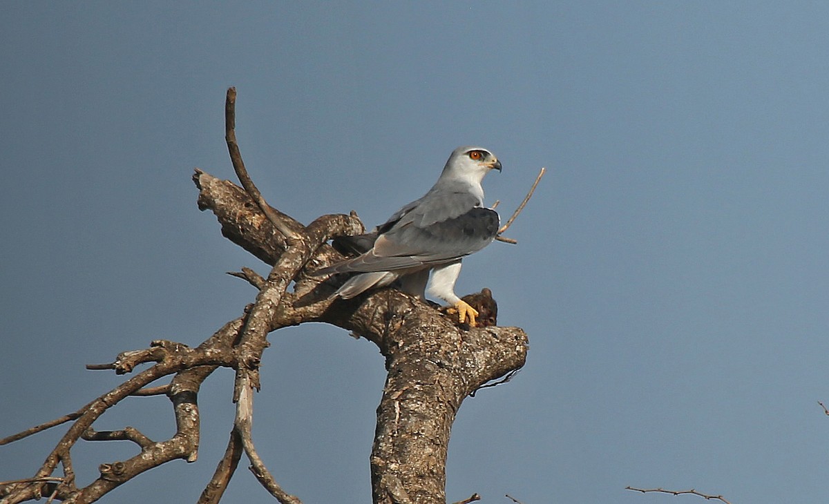 Black-winged Kite - ML148133461