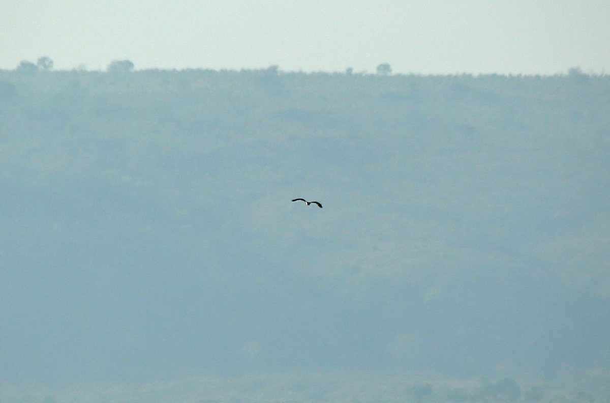 Águila Pescadora - ML148135041