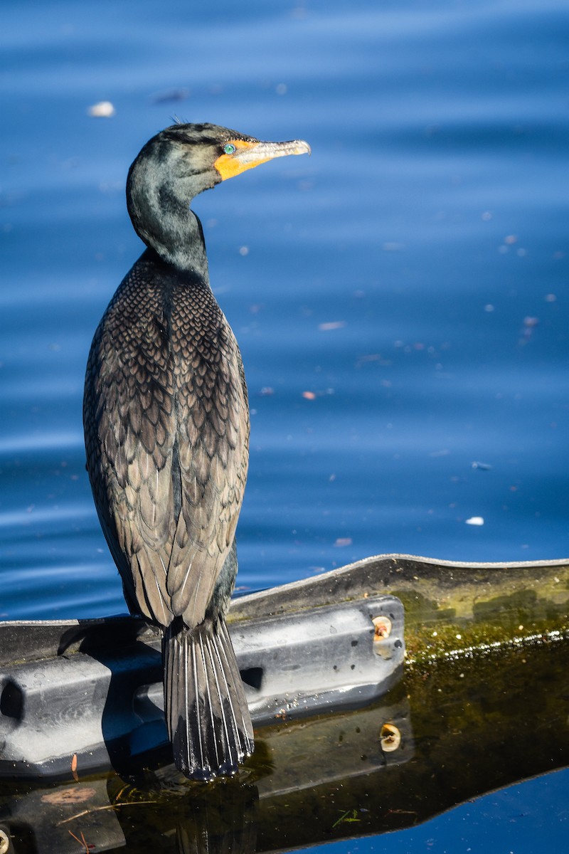 Double-crested Cormorant - Austin Bell