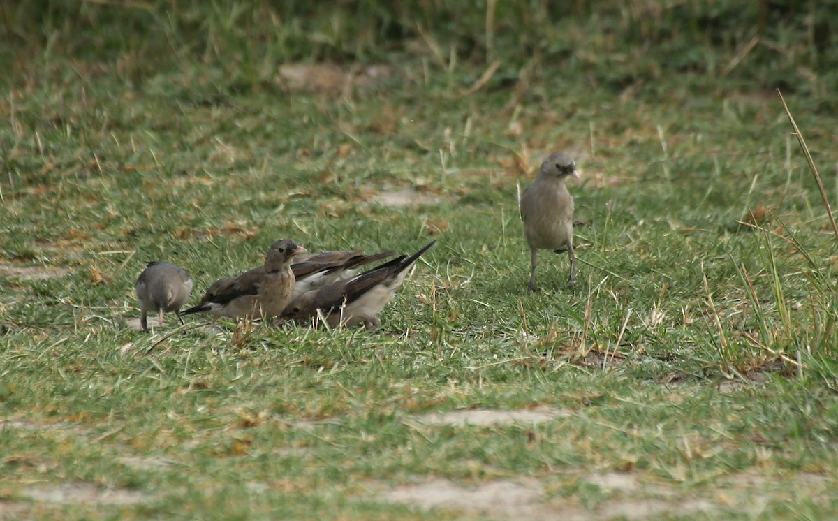 Wattled Starling - Paul Chapman