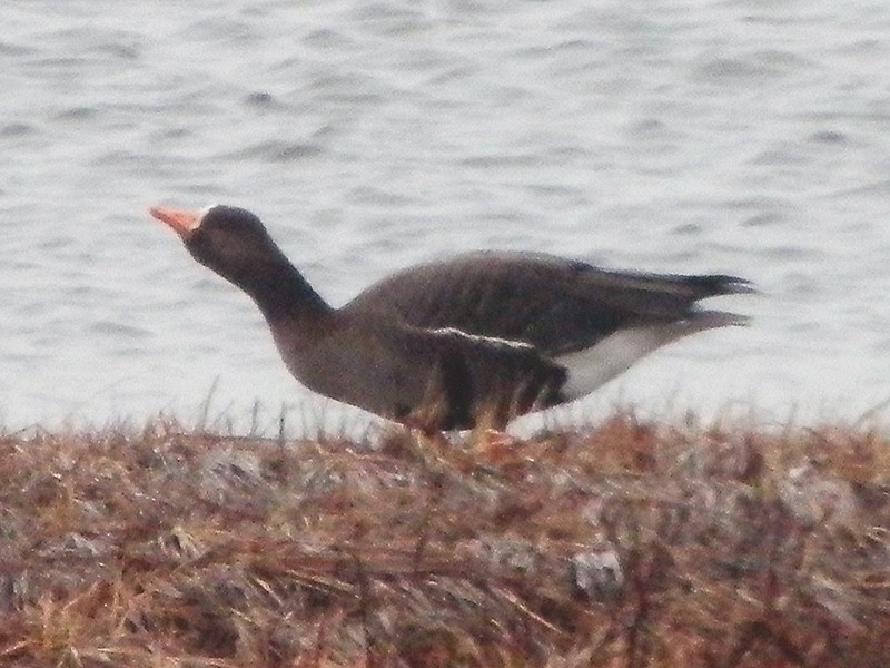 Antzara muturzuria (groenlandiarra) - ML148137401