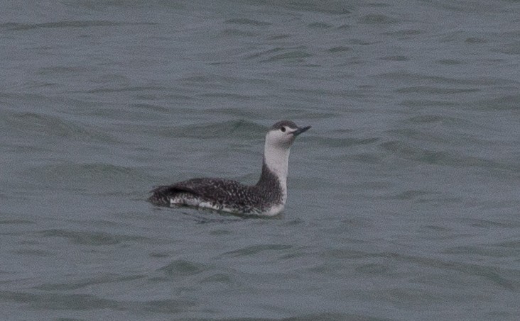 Red-throated Loon - ML148137531