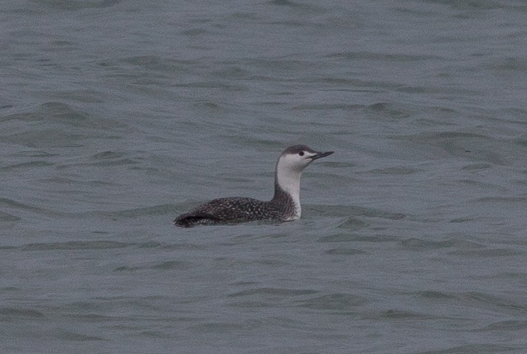 Red-throated Loon - ML148137541