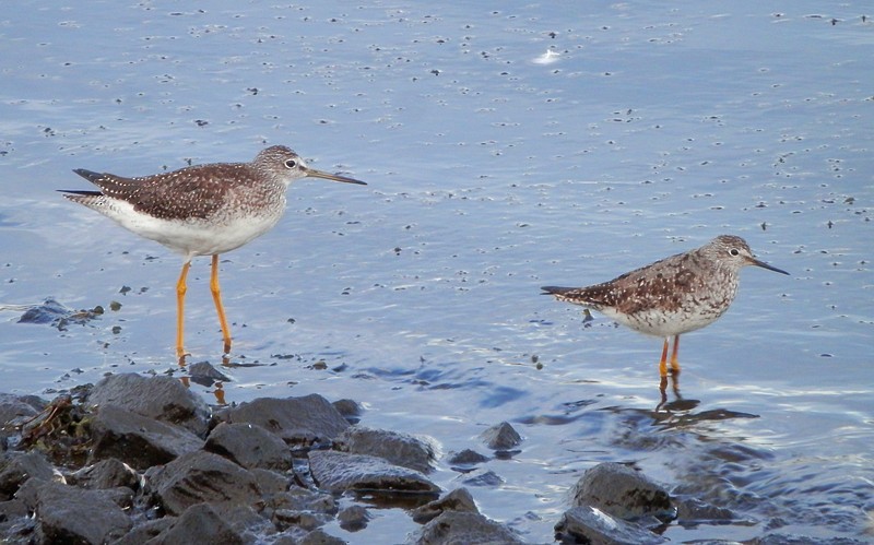 Lesser Yellowlegs - ML148138741