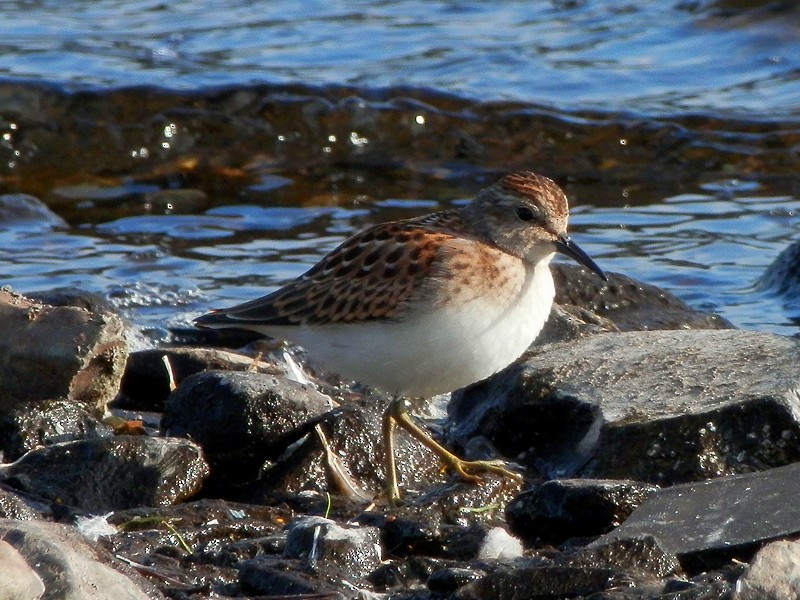 Least Sandpiper - ML148138751