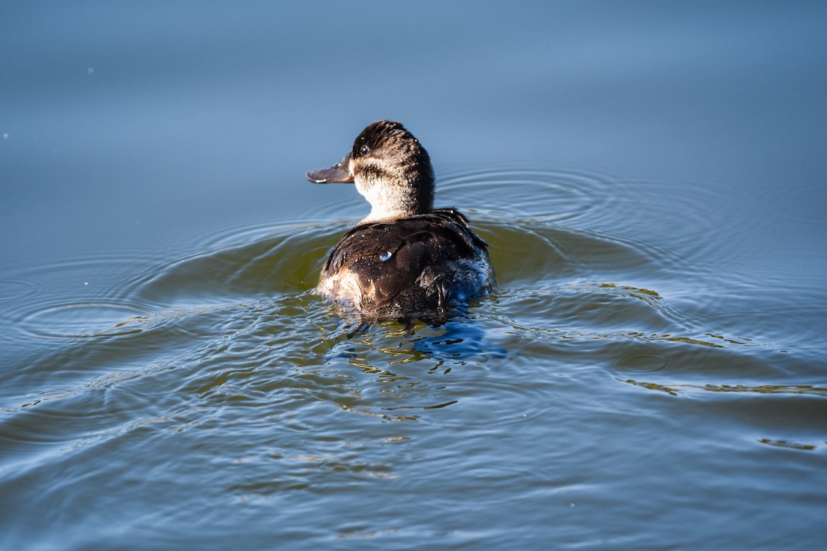 Ruddy Duck - Austin Bell