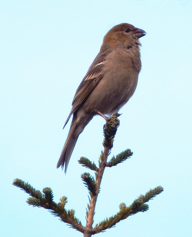 Pine Grosbeak - ML148139531