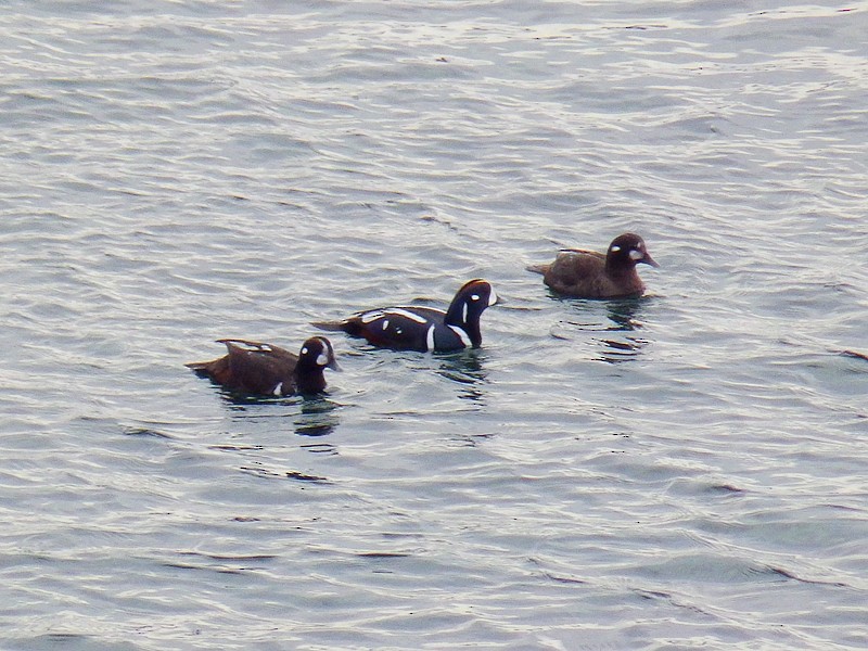 Harlequin Duck - ML148140931