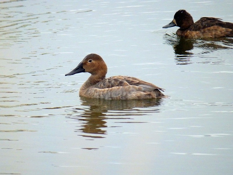 Canvasback - ML148141631