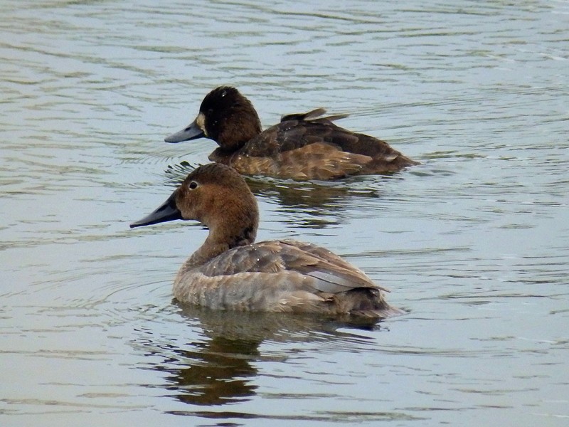 Canvasback - ML148141641