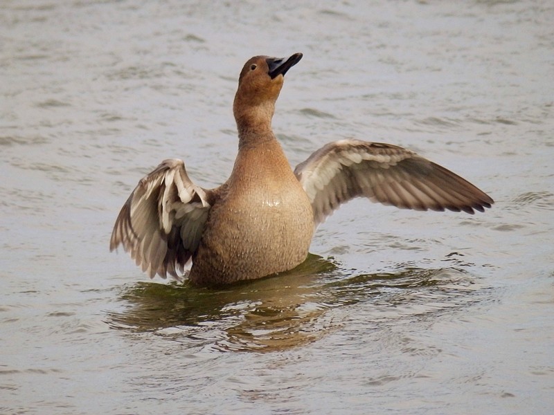 Canvasback - ML148141661