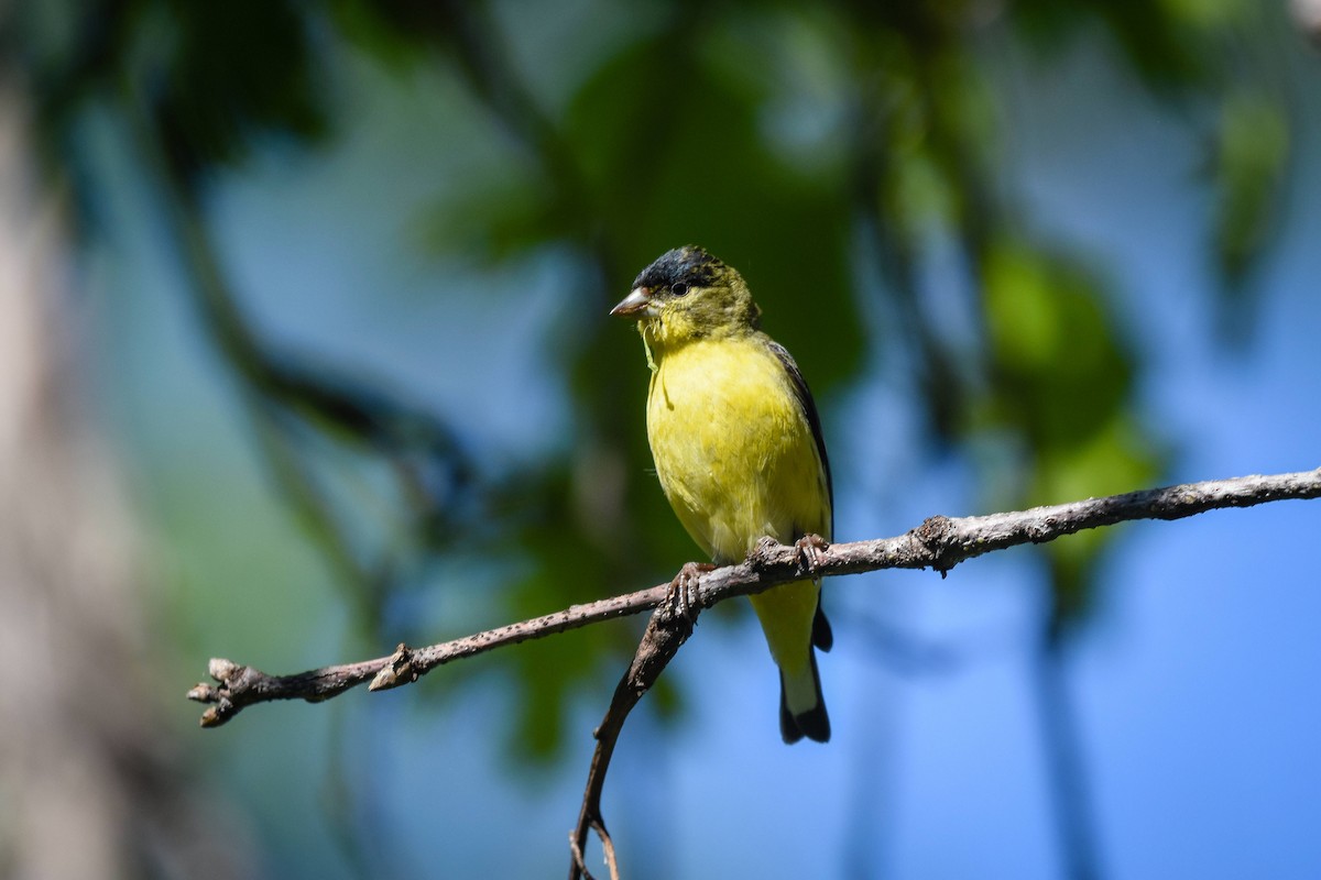 Lesser Goldfinch - ML148143191