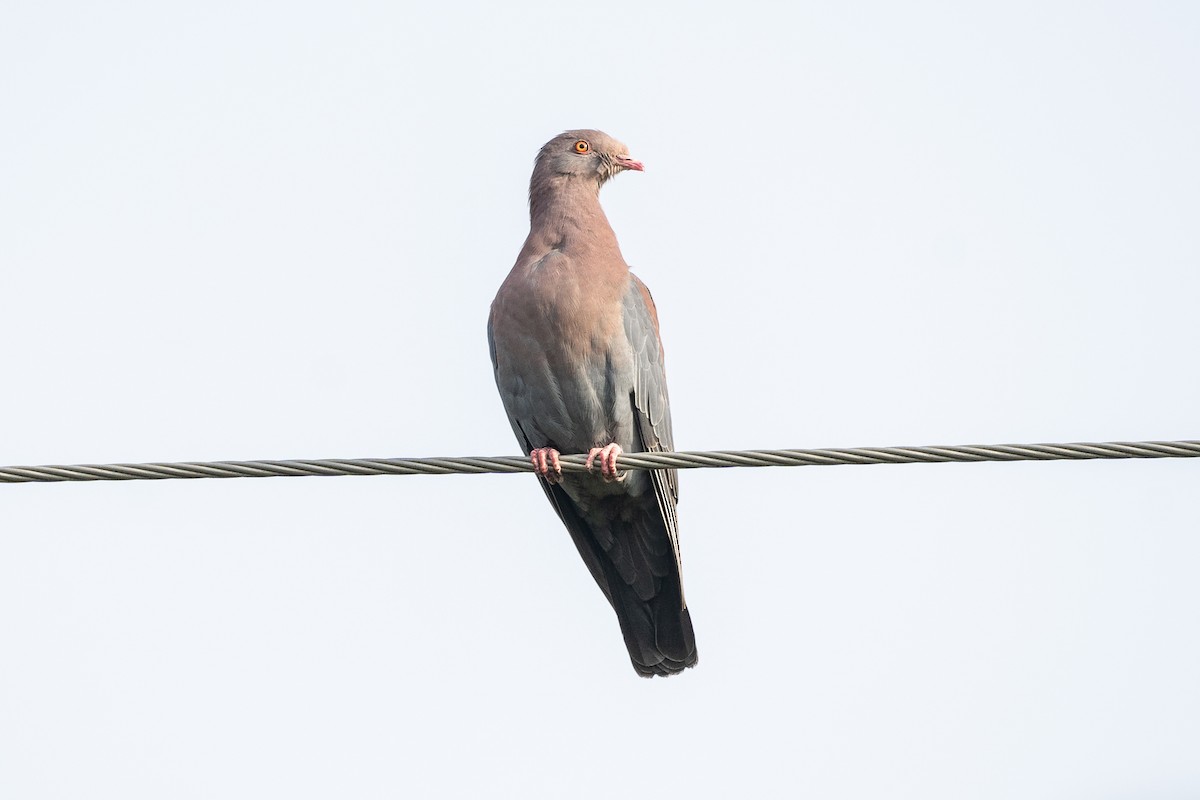 Red-billed Pigeon - ML148143311