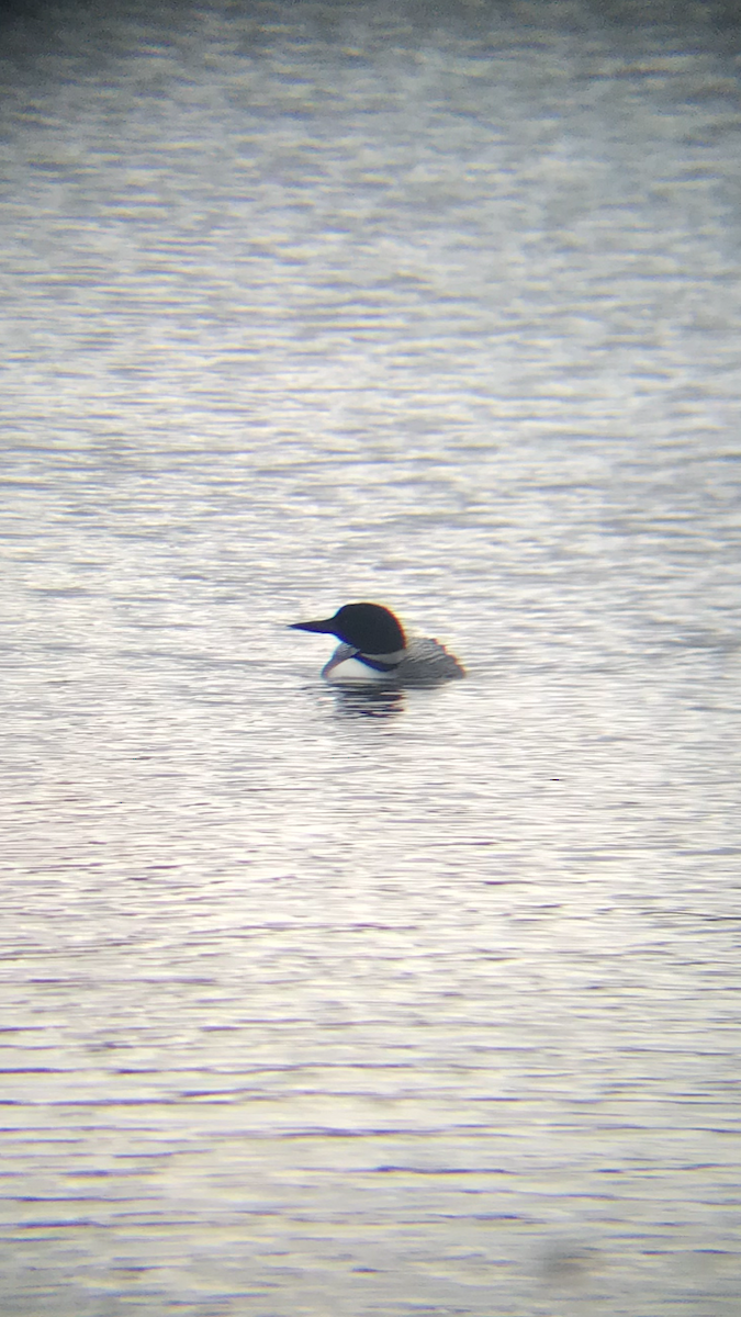 Colimbo Grande - ML148145191