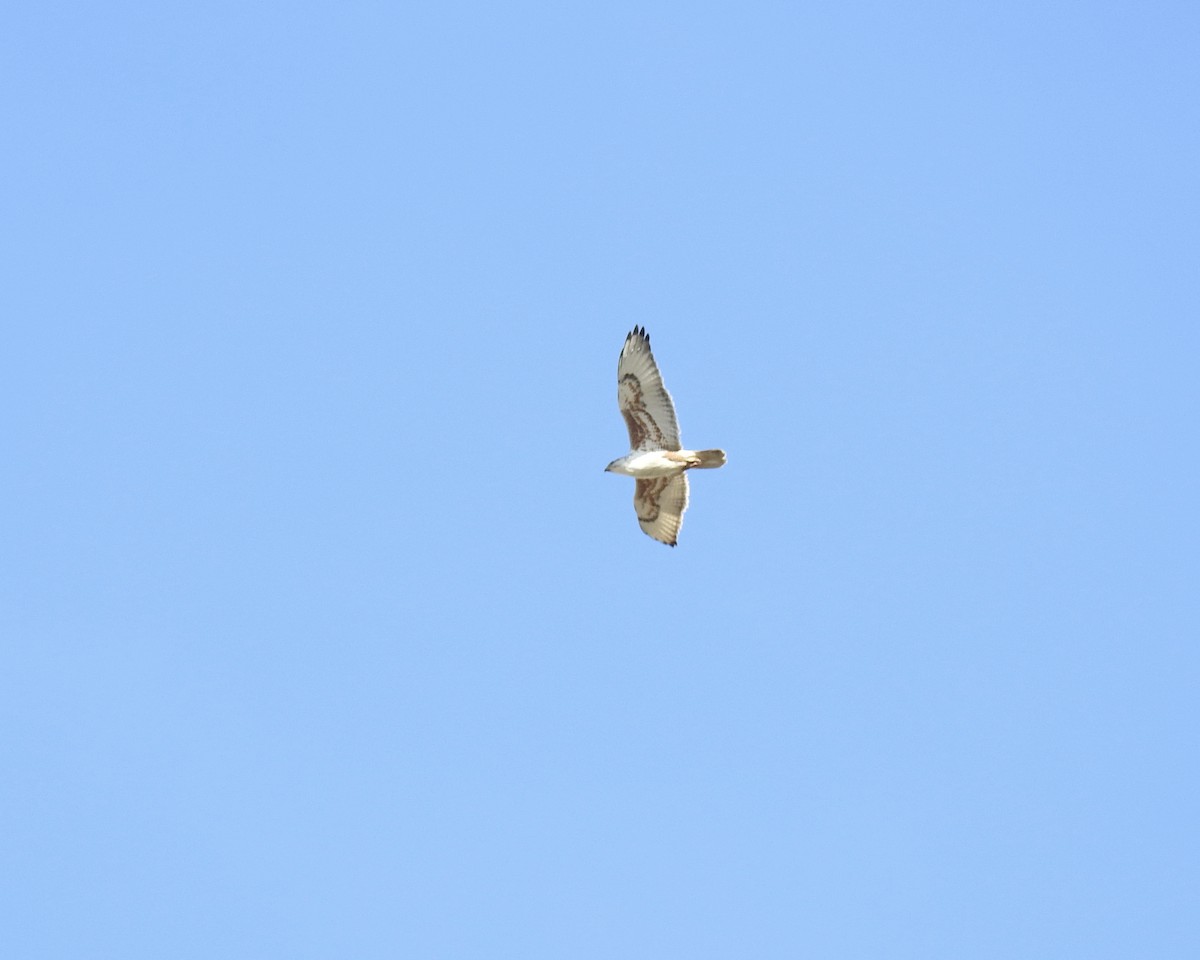 Ferruginous Hawk - ML148147531