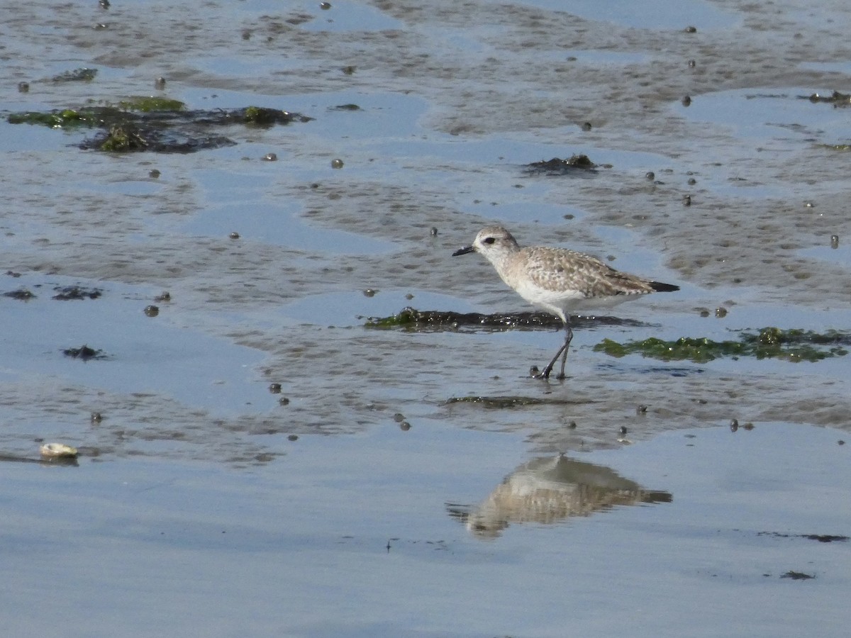 Black-bellied Plover - Kathy Woolsey