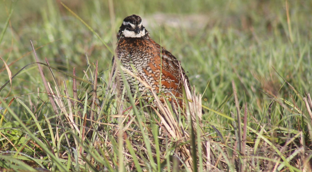 Northern Bobwhite - MA 2