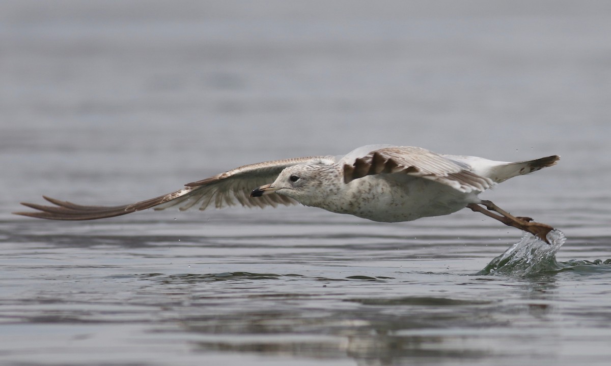 Ring-billed Gull - ML148148471