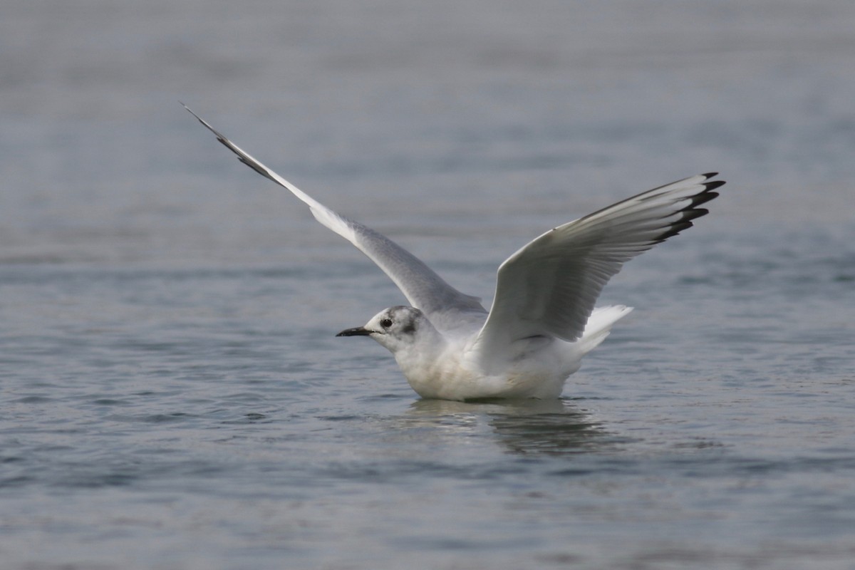 Bonaparte's Gull - Zach Millen