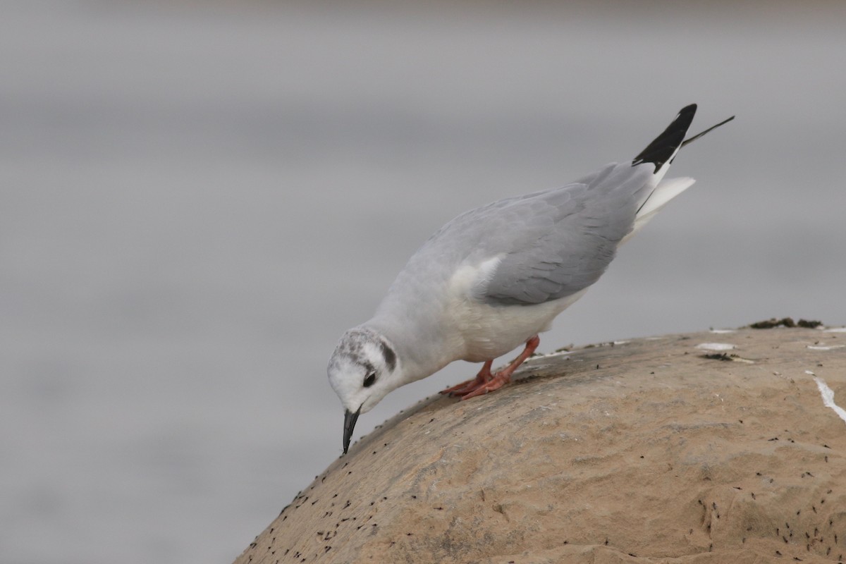 Bonaparte's Gull - ML148149091